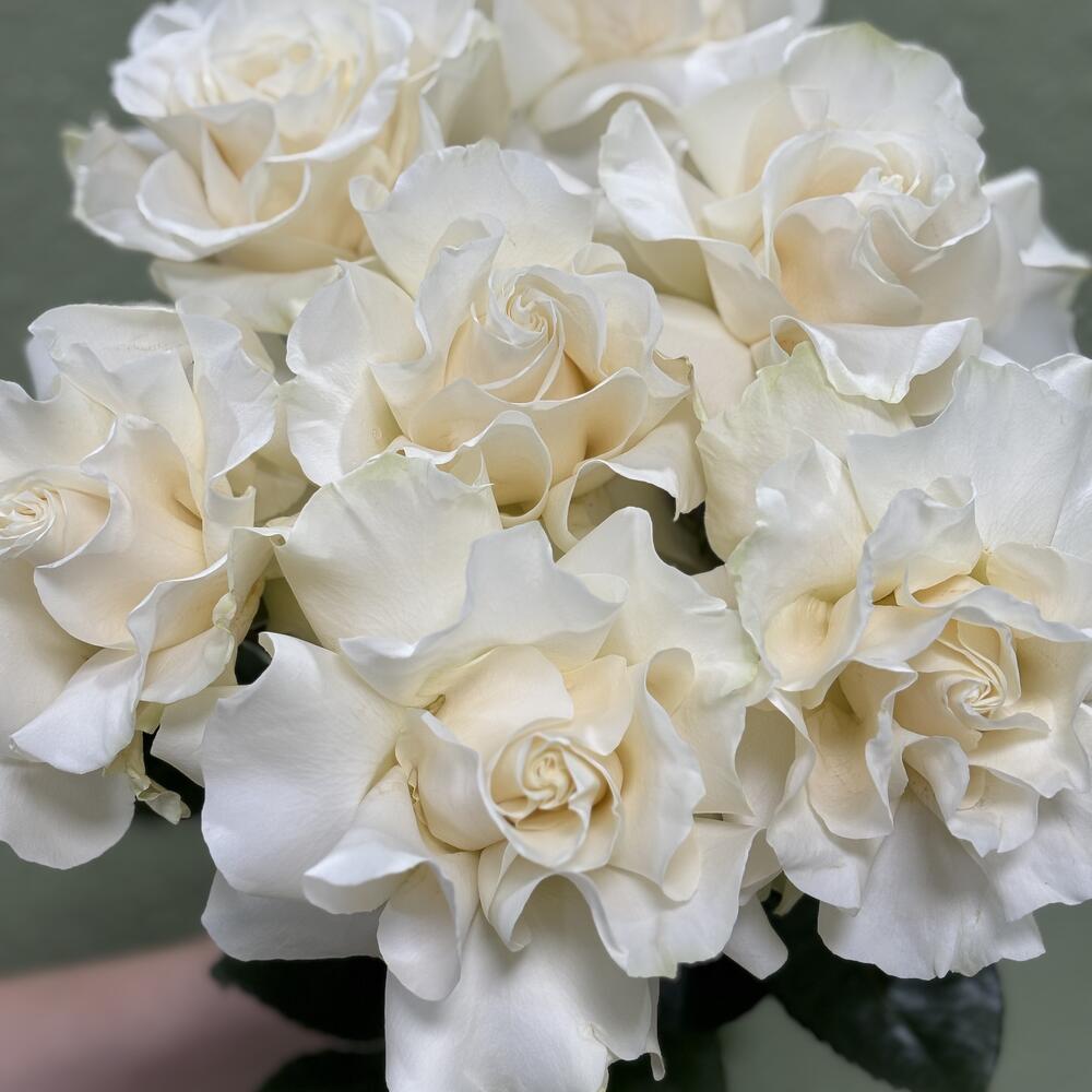 7 Французских роз