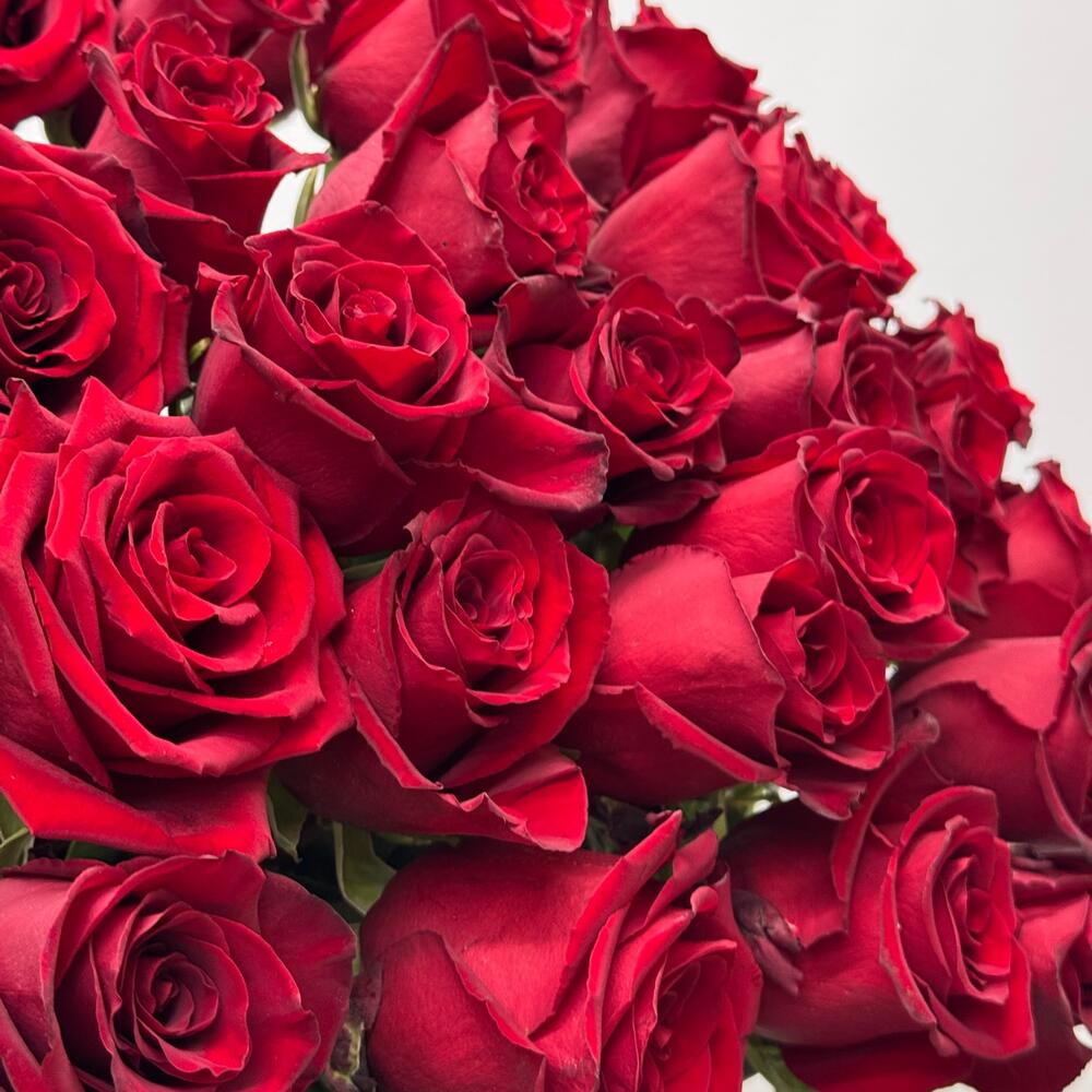 Bouquet of 25 explorer roses