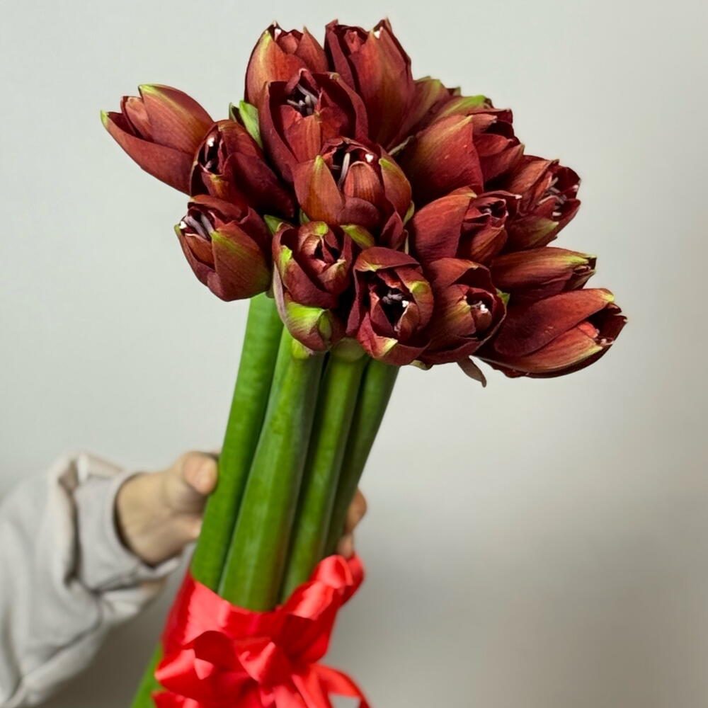 Амариллисы