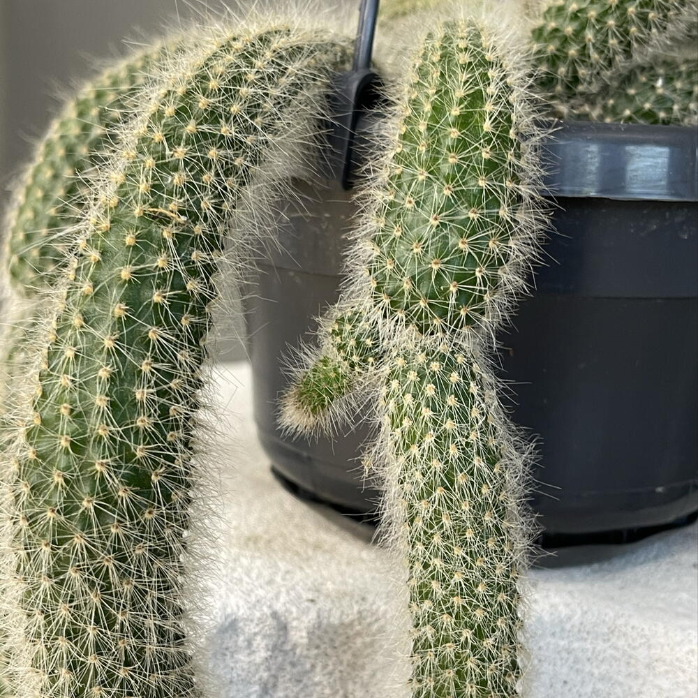 HILDEWINTERA COLADEMONIONIS  CACTUS редкий ампельный экзотический кактус «обезьяний хвост», ценится за обильное цветение