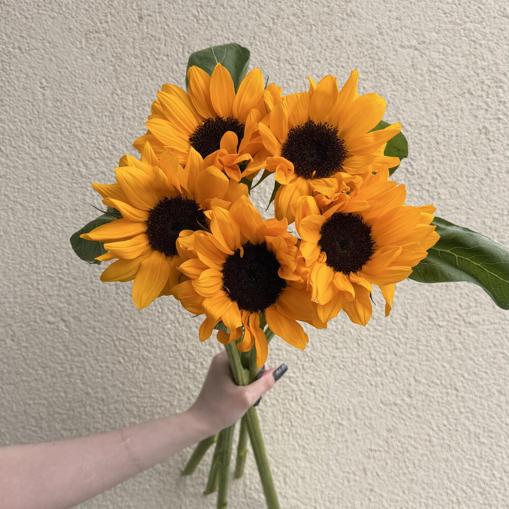 Крупные подсолнухи 5 шт 🌻