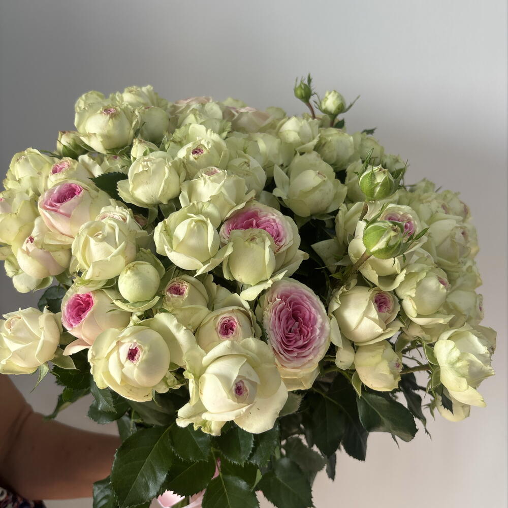Кустовая 🌸 Роза
