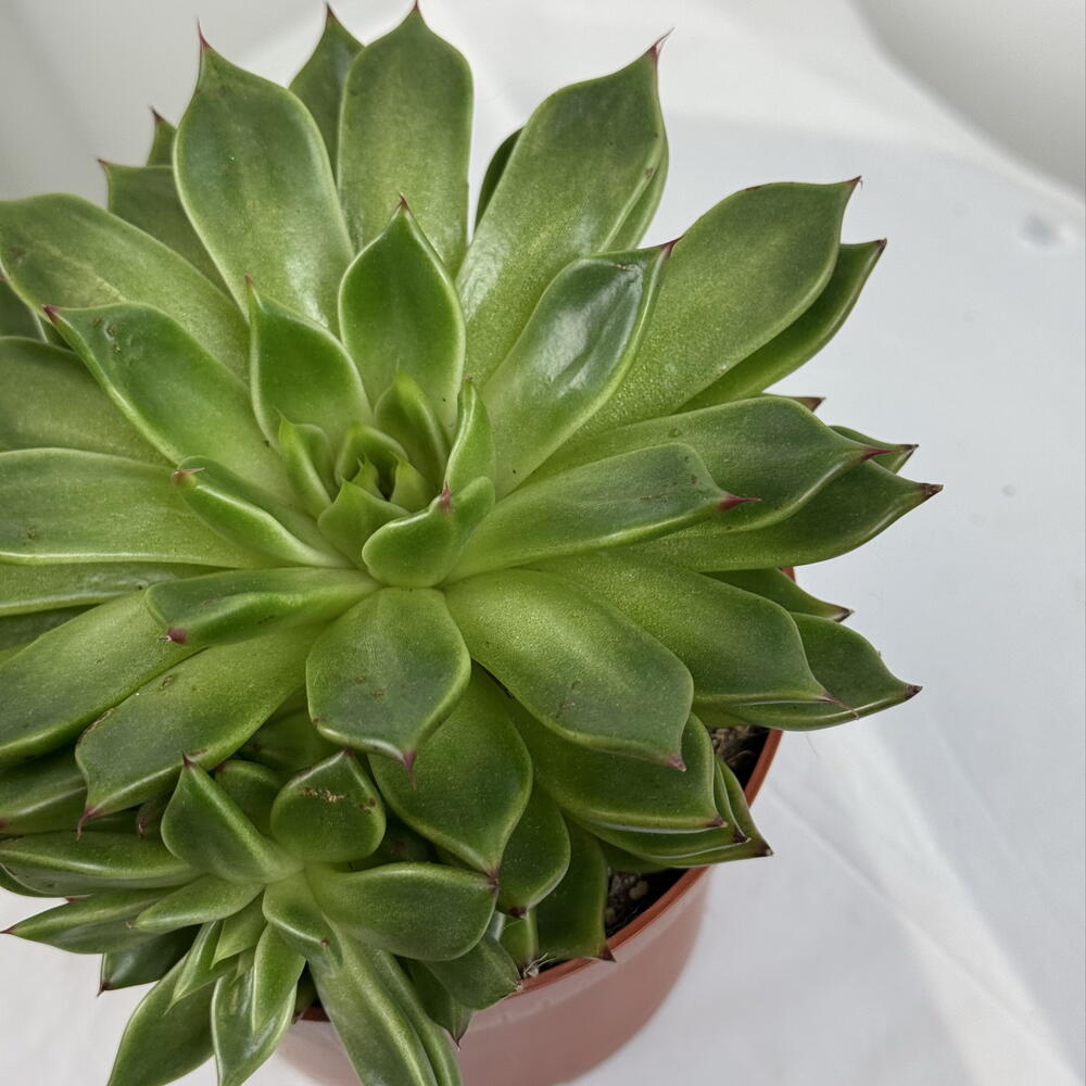 Кактус 🌵