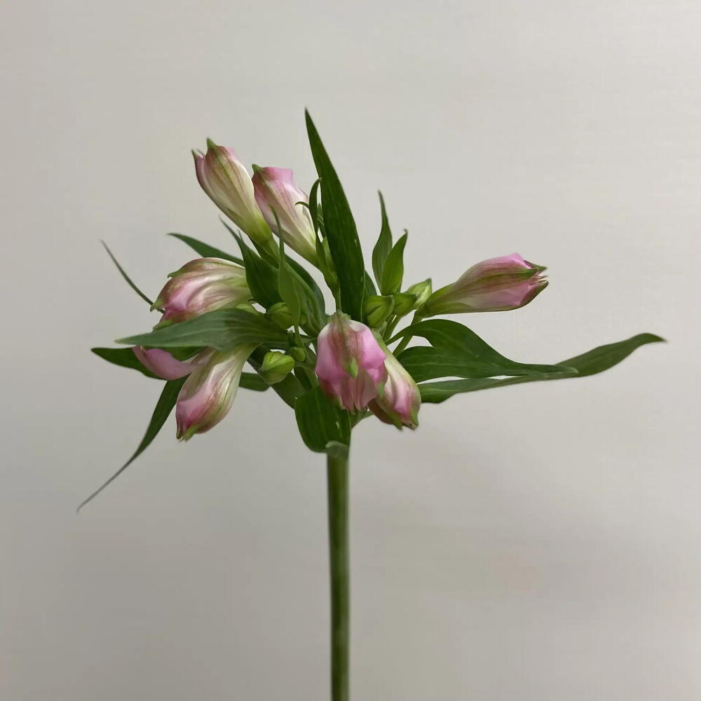 Альстромерия Pink Floyd / Alstroemeria Pink Floyd