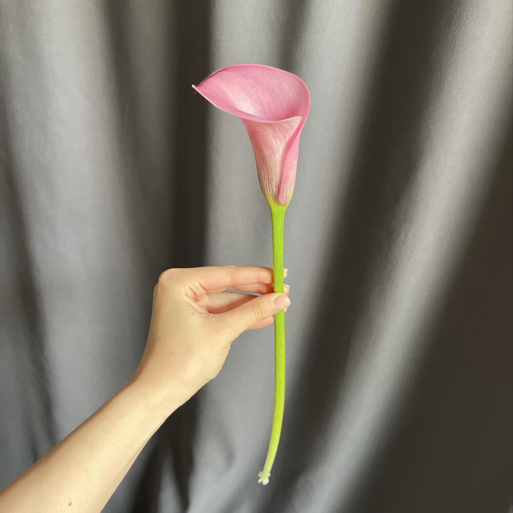 Каллы розовые поштучно