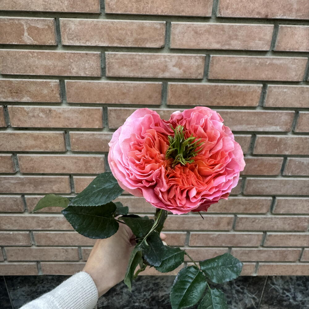Роза Mandarin 60 см