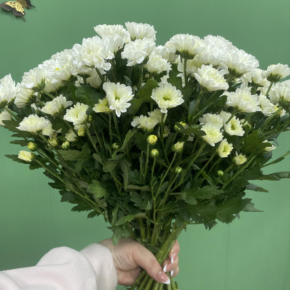 Сантини моно