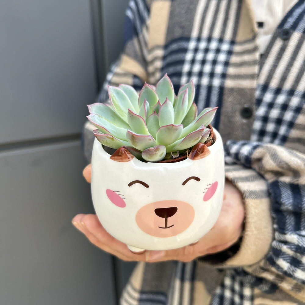 Суккулент в котике