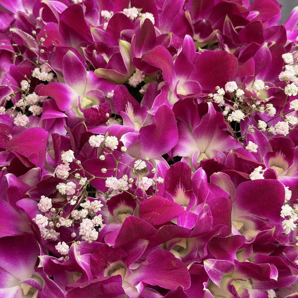 Фиалетовый дендробиум с гипсофилой в большой коробке 💐