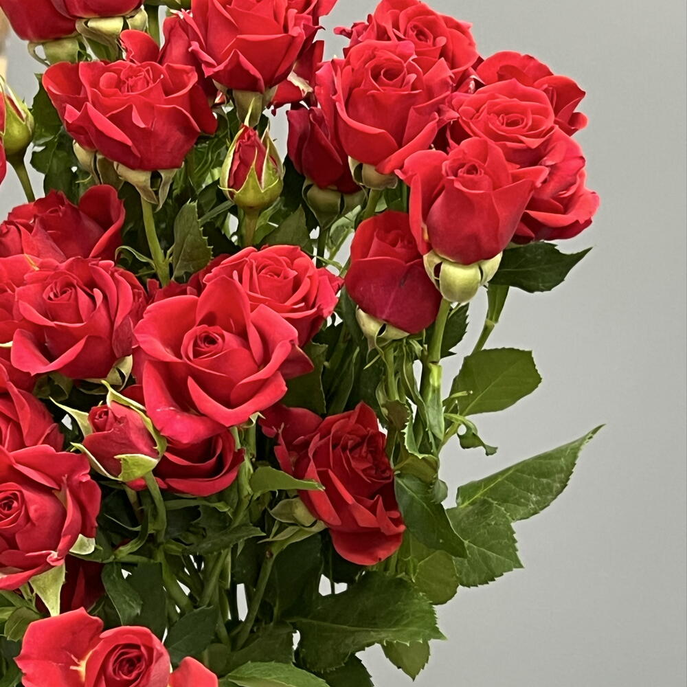 Моно 25