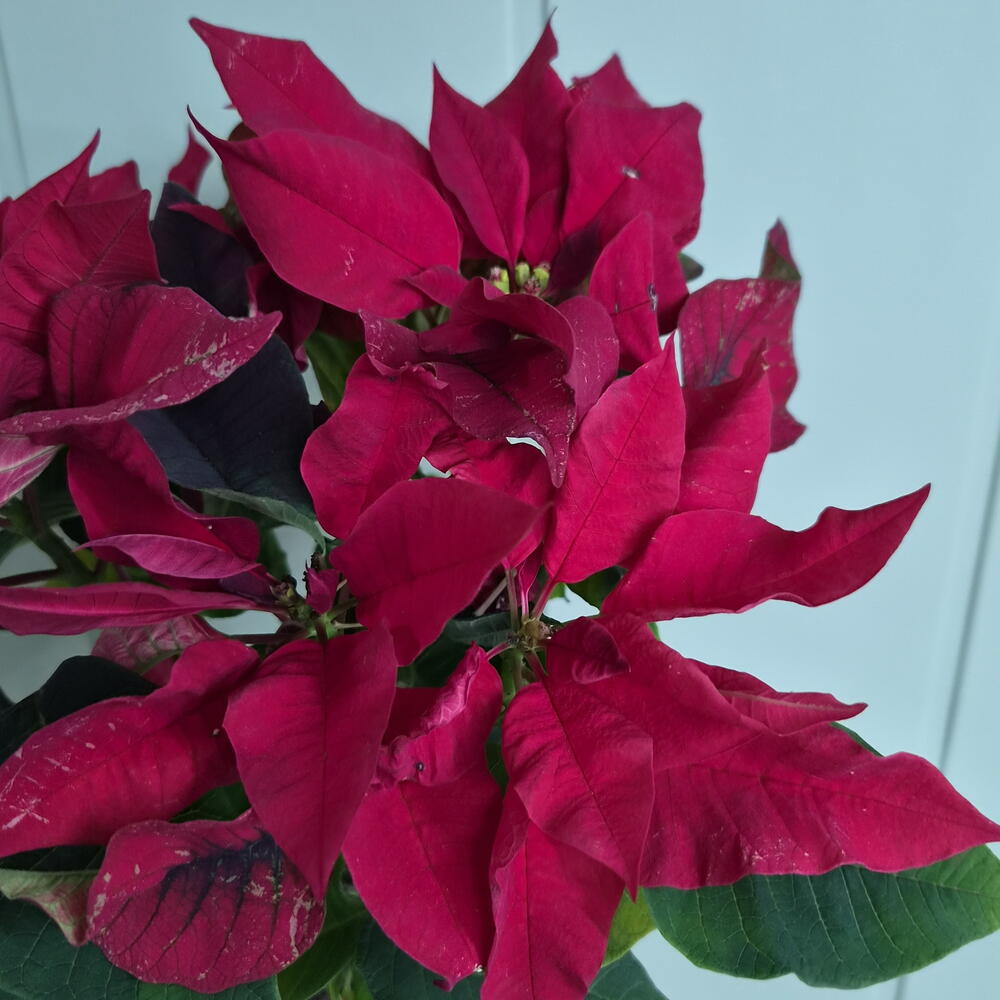 Poinsettia