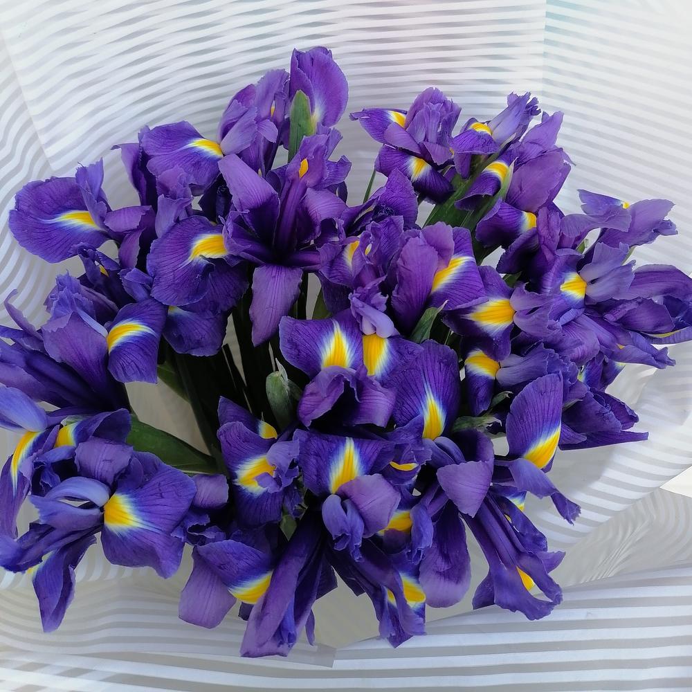 Любимые ирисы