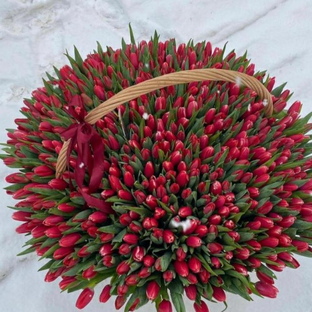 Тюльпаны 501