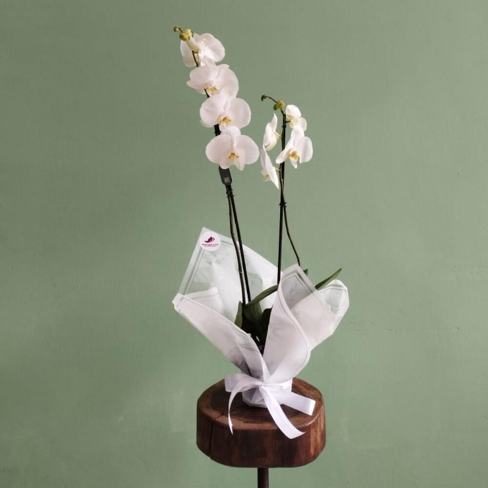 The orchid is white