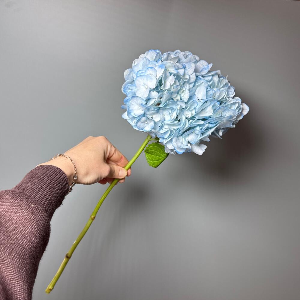 Гортензия голубая💙