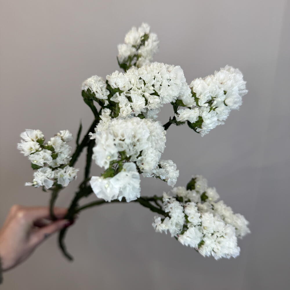 Статица белая