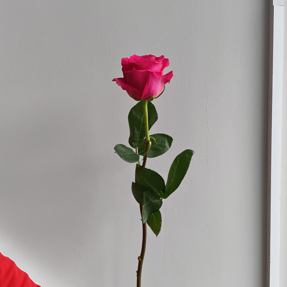 Роза Pink Floid 80