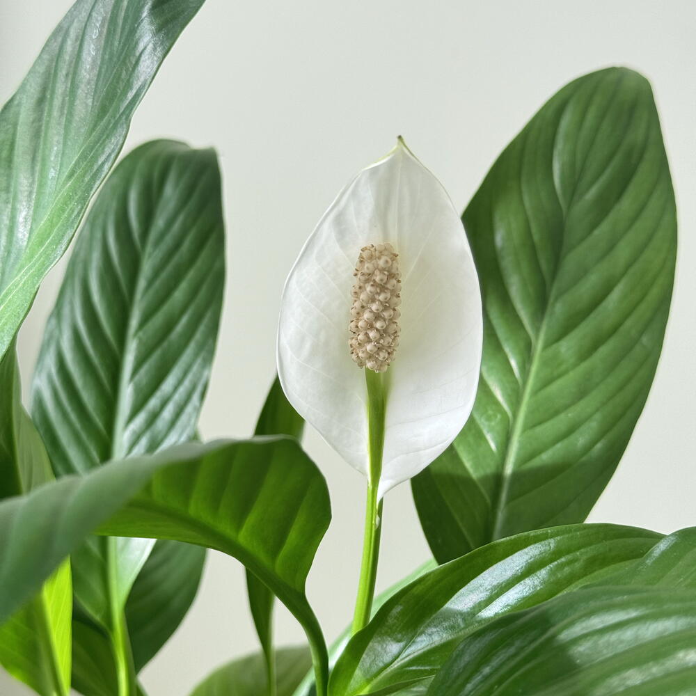 Pure Calm (Spathiphyllum in grey pot)