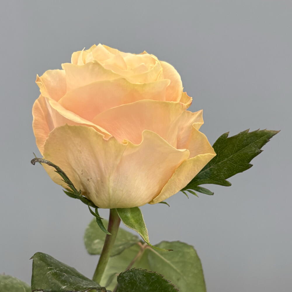 Роза Princess crown 50 см