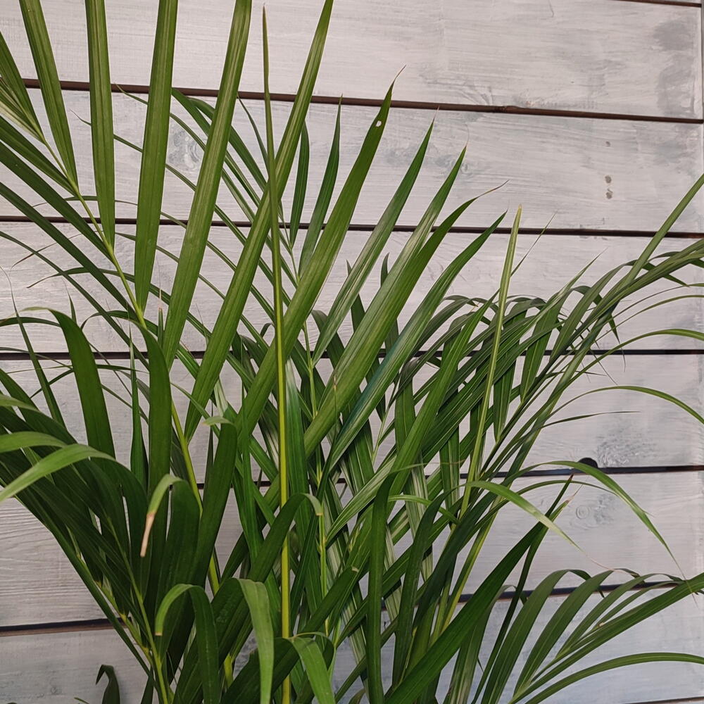 Пальма Арека (Areca Lutescens)
