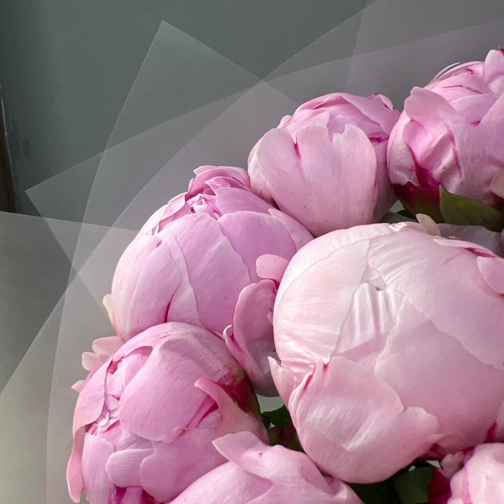 9 Пионы Сара Бернар в матовой упаковке (0006) peony