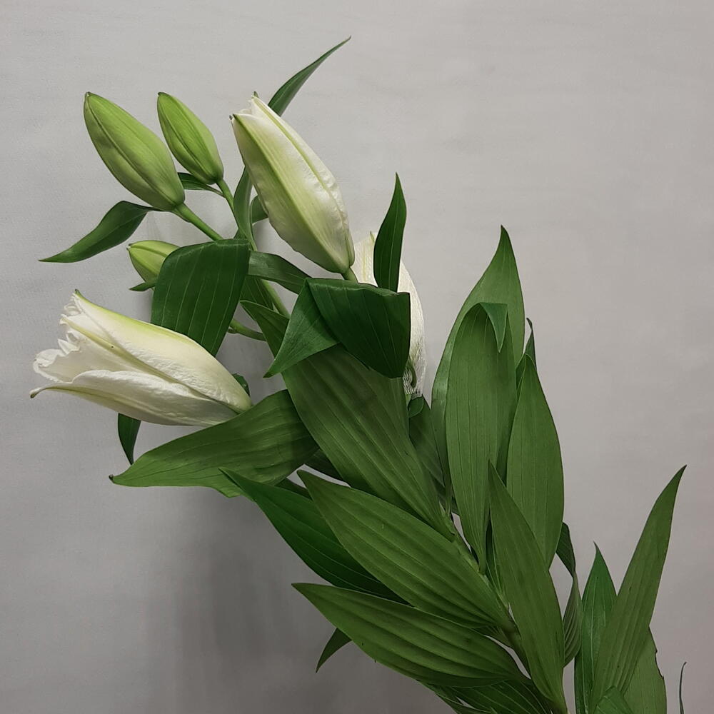 Лилия Белая
