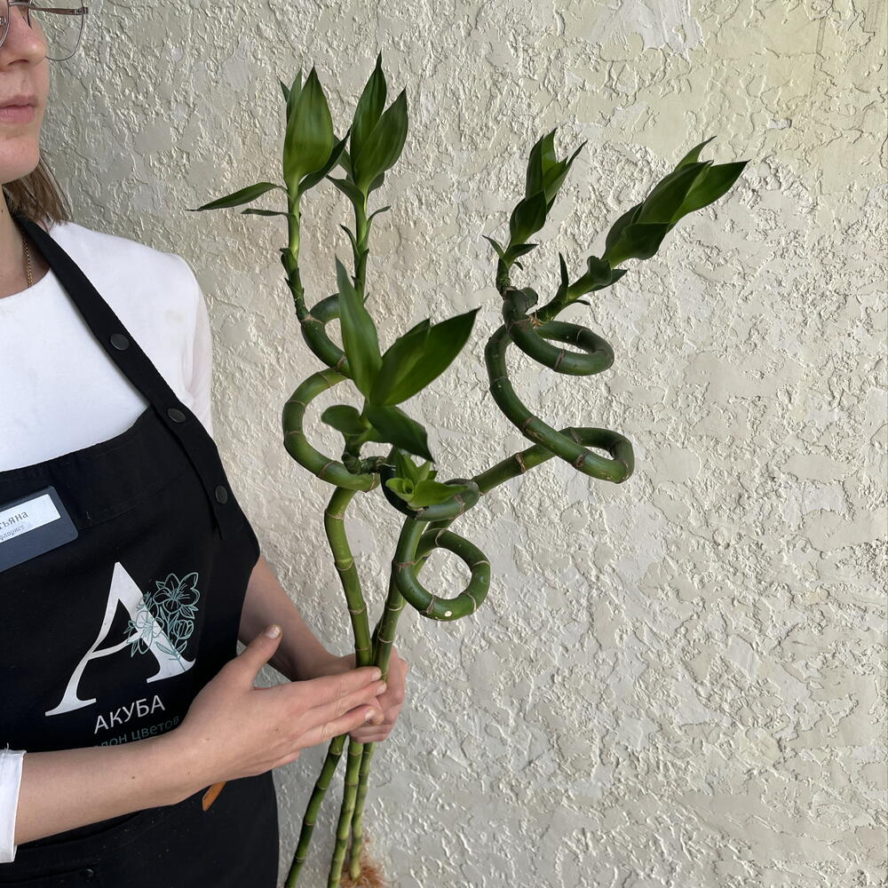 Драцена Сандера Спираль «Бамбук счастья» (Lucky Bamboo)