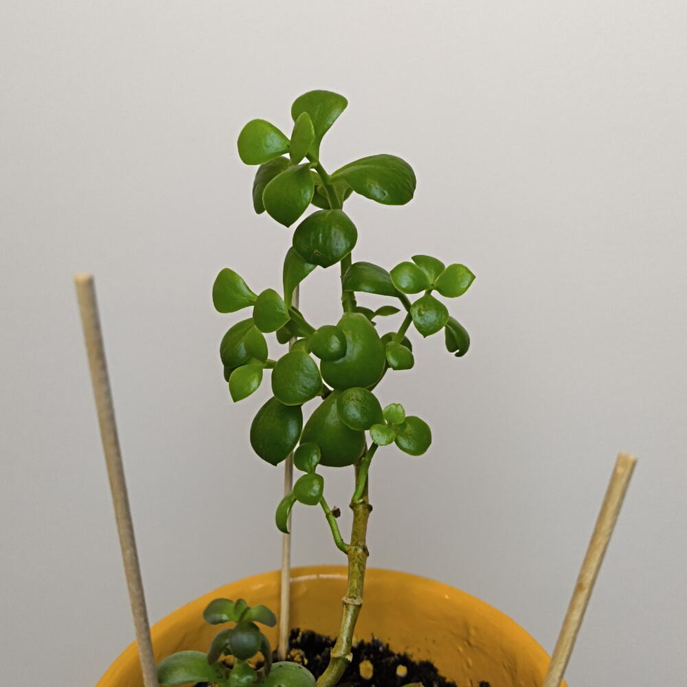 Крассула🌵