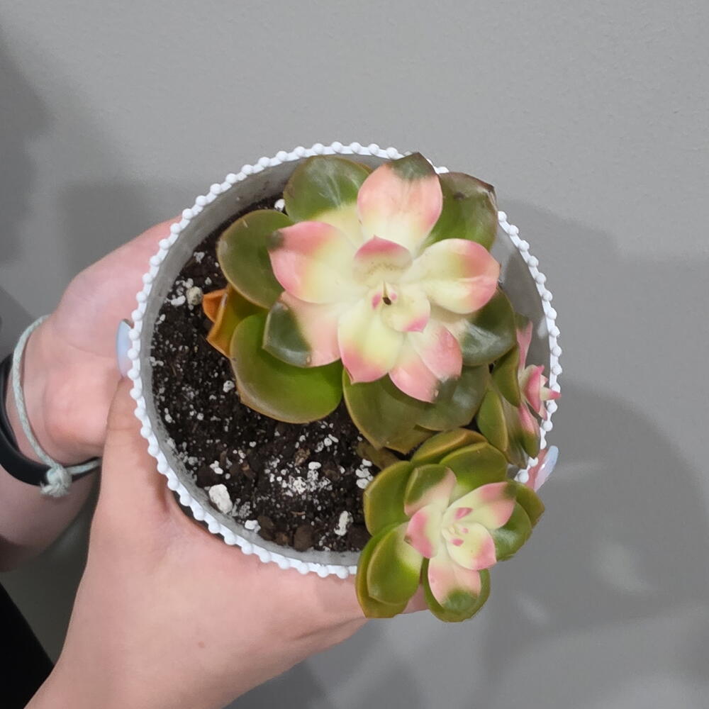СЕДУМ Chocolate Variegated