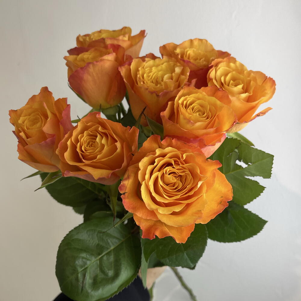 Розы рыжие 🧡9