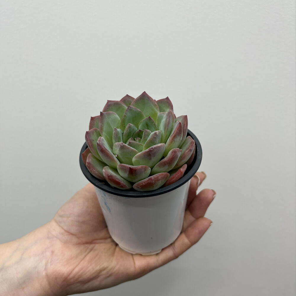 Суккулент Strawberry Almond 9/10 в горшке