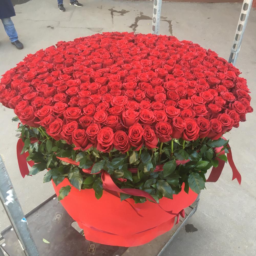 301 Роза Купить Недорого