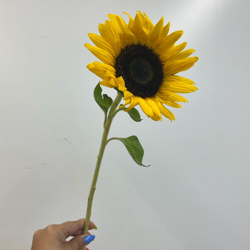 Подсолнух 🌻