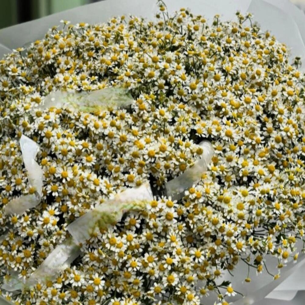 Большой букет кустовых полевых ромашек