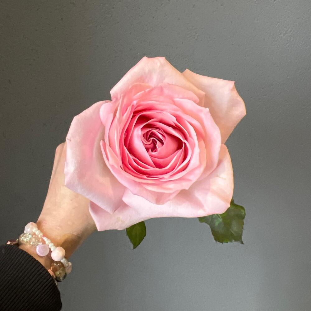 Роза Pink Ohara