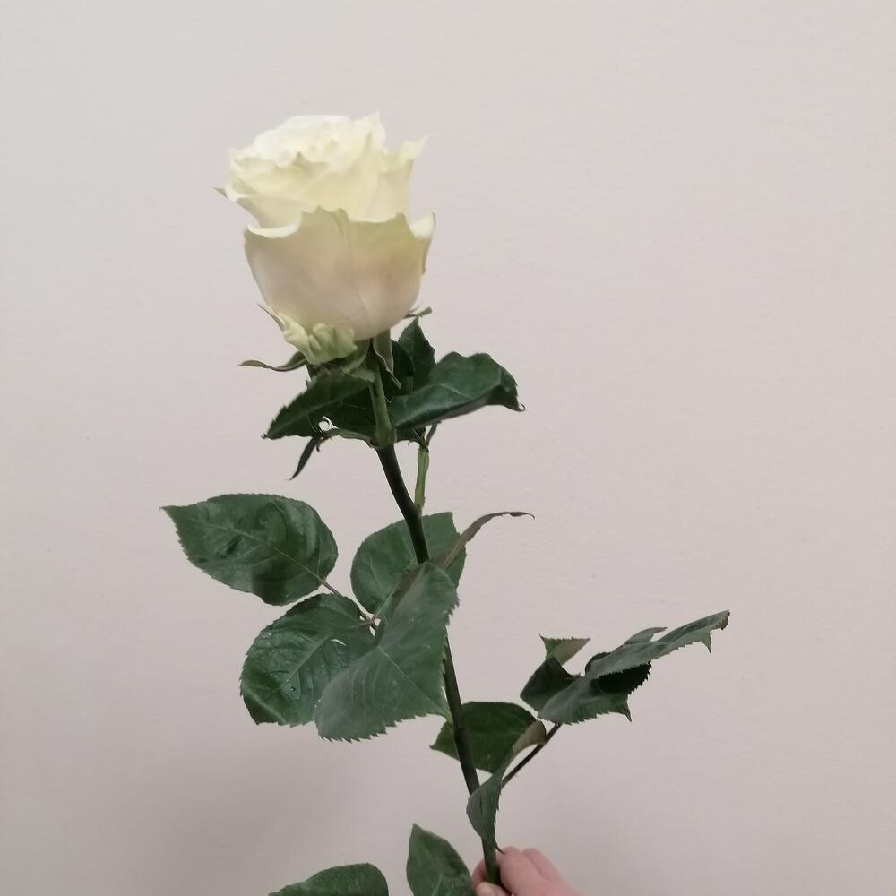 Роза Мондиал