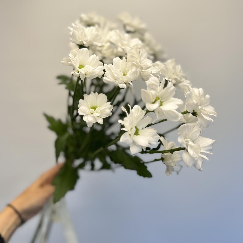 Хризантема ромашковая белая 3 веточки