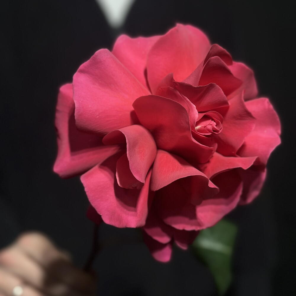 Французская Роза Pink
