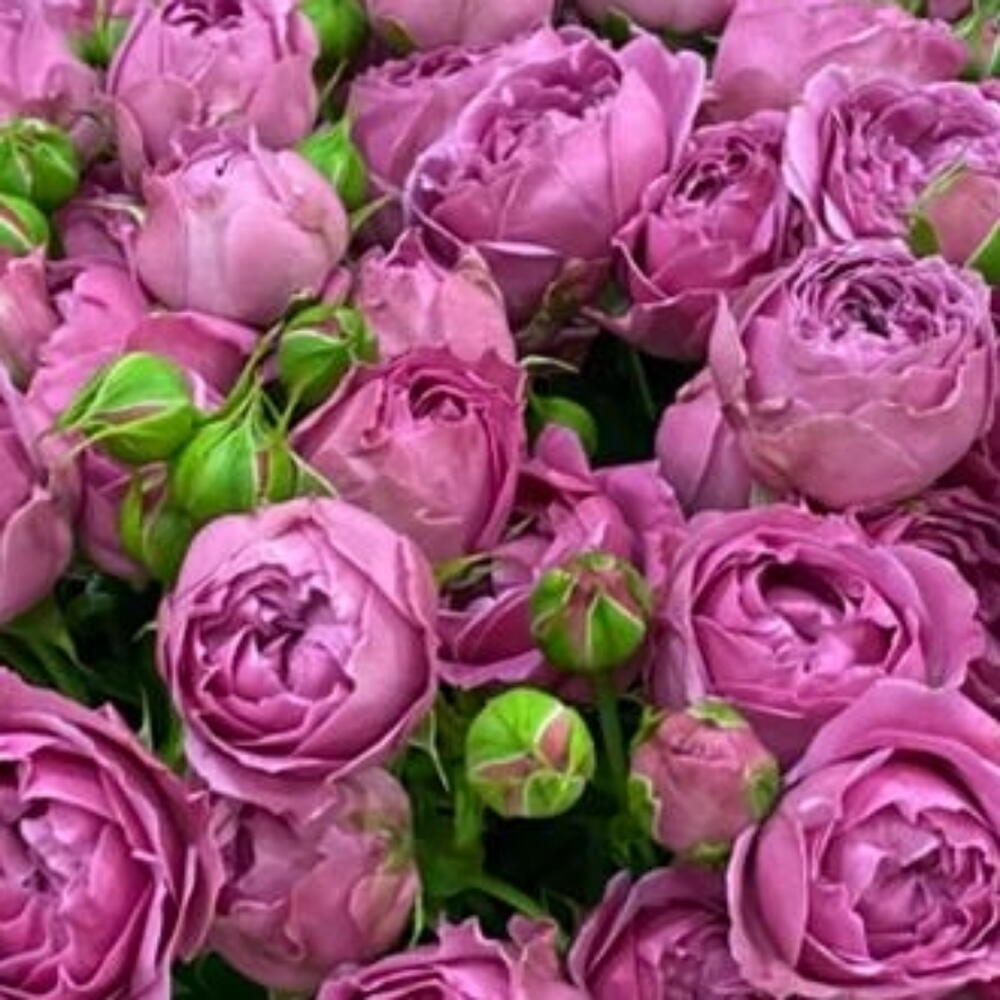Букет,,Розовая облако"