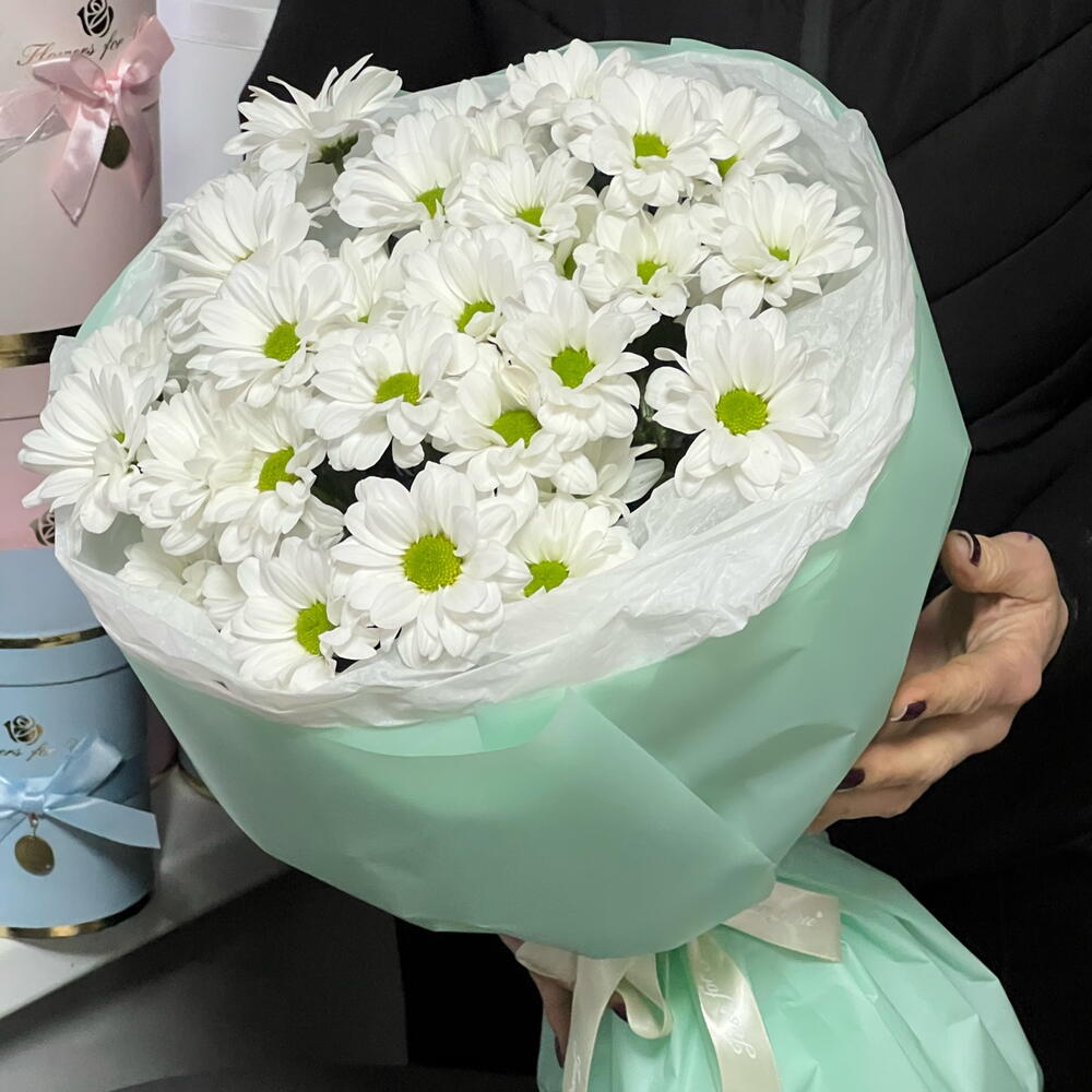 Хризантема ромашковая 🌺