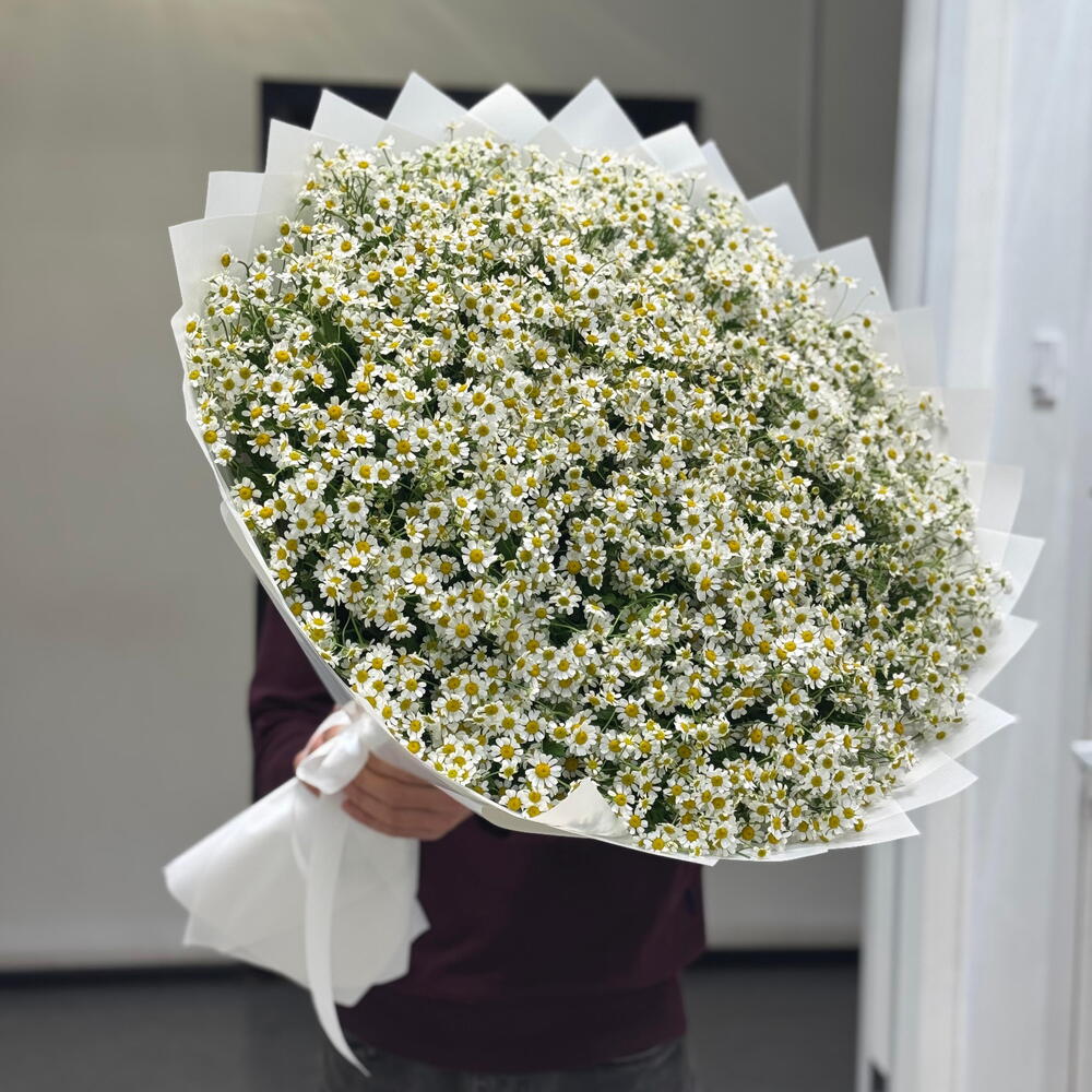 Ромашковый рай