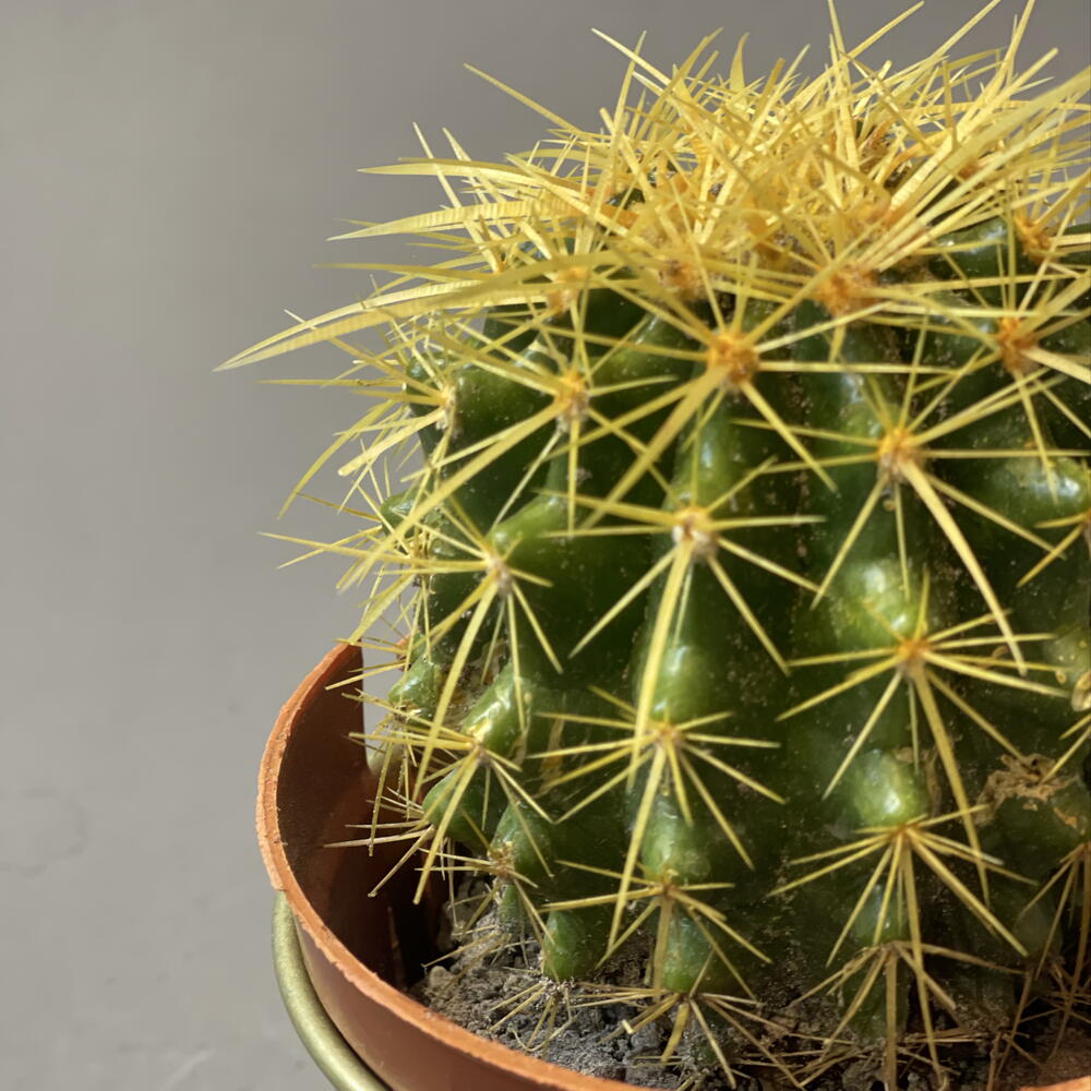 Echinocactus grusonii