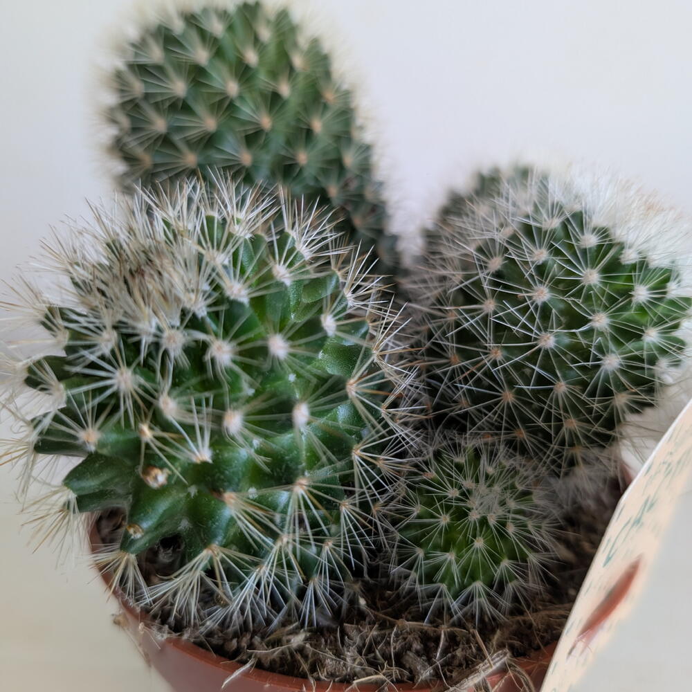 Кактус3