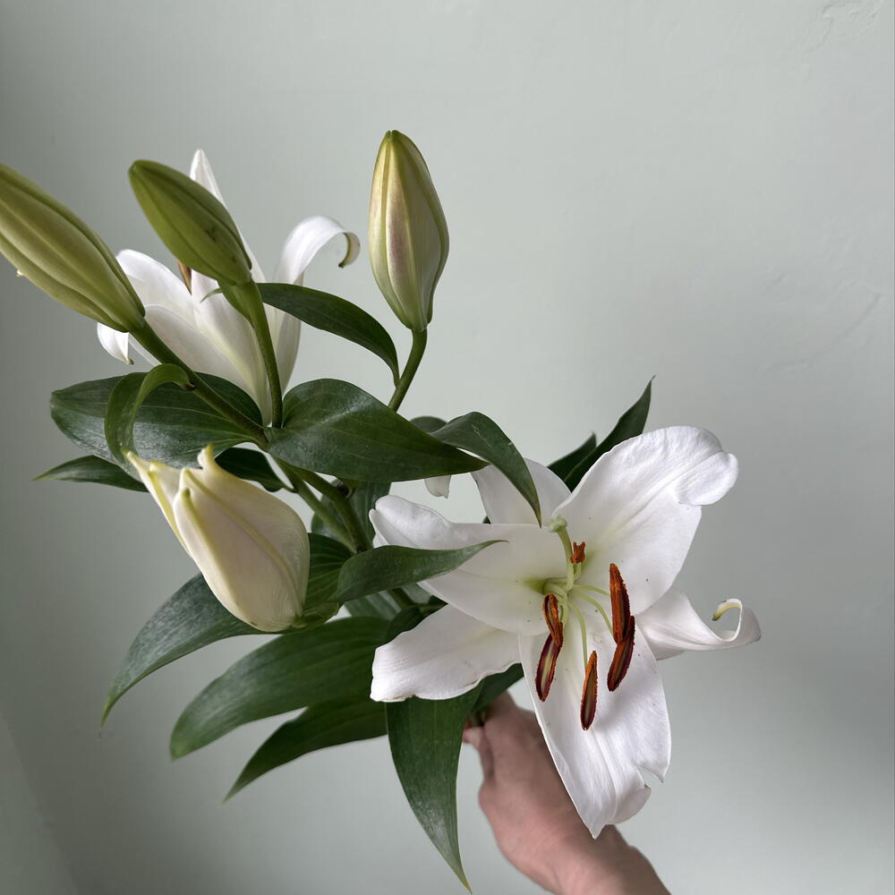 Лилия  белая