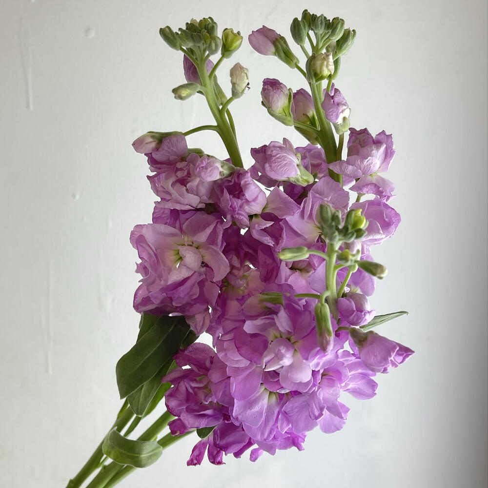 Метеолла фиолетовая 💜