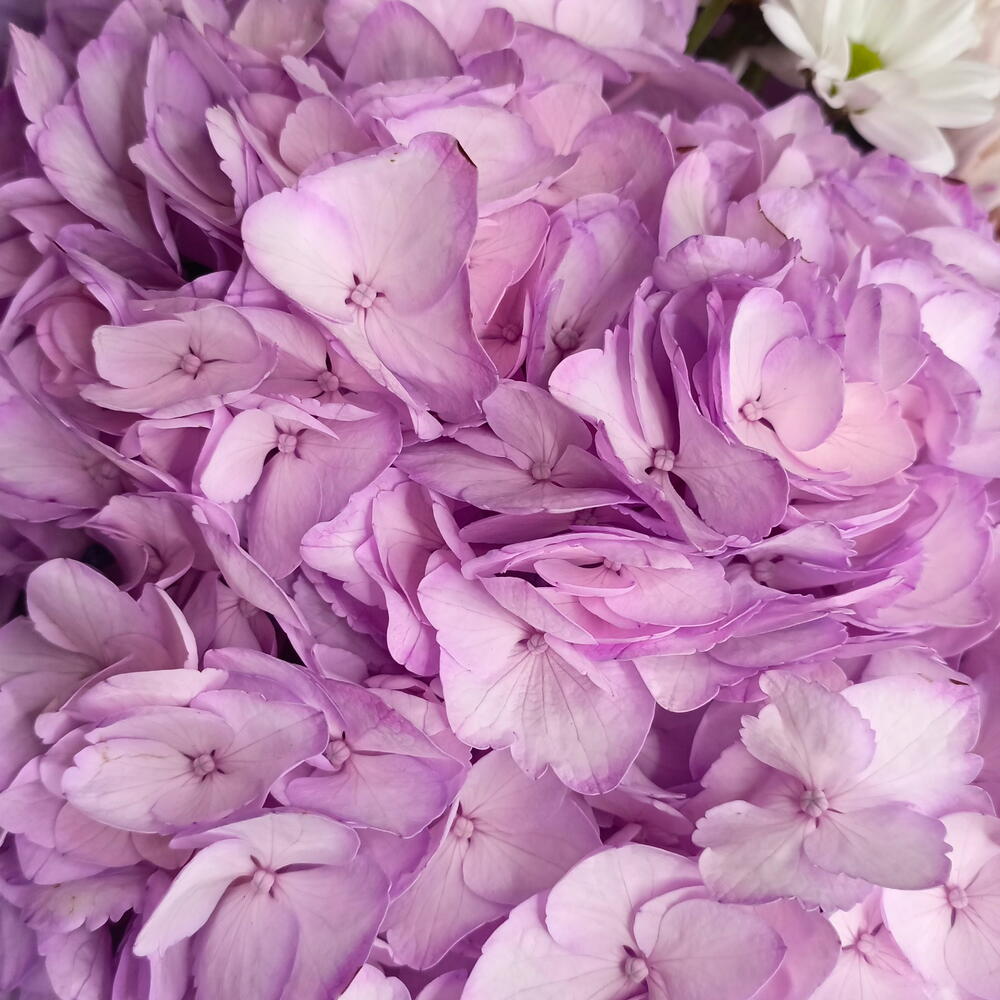 Букет с гортензией 😍