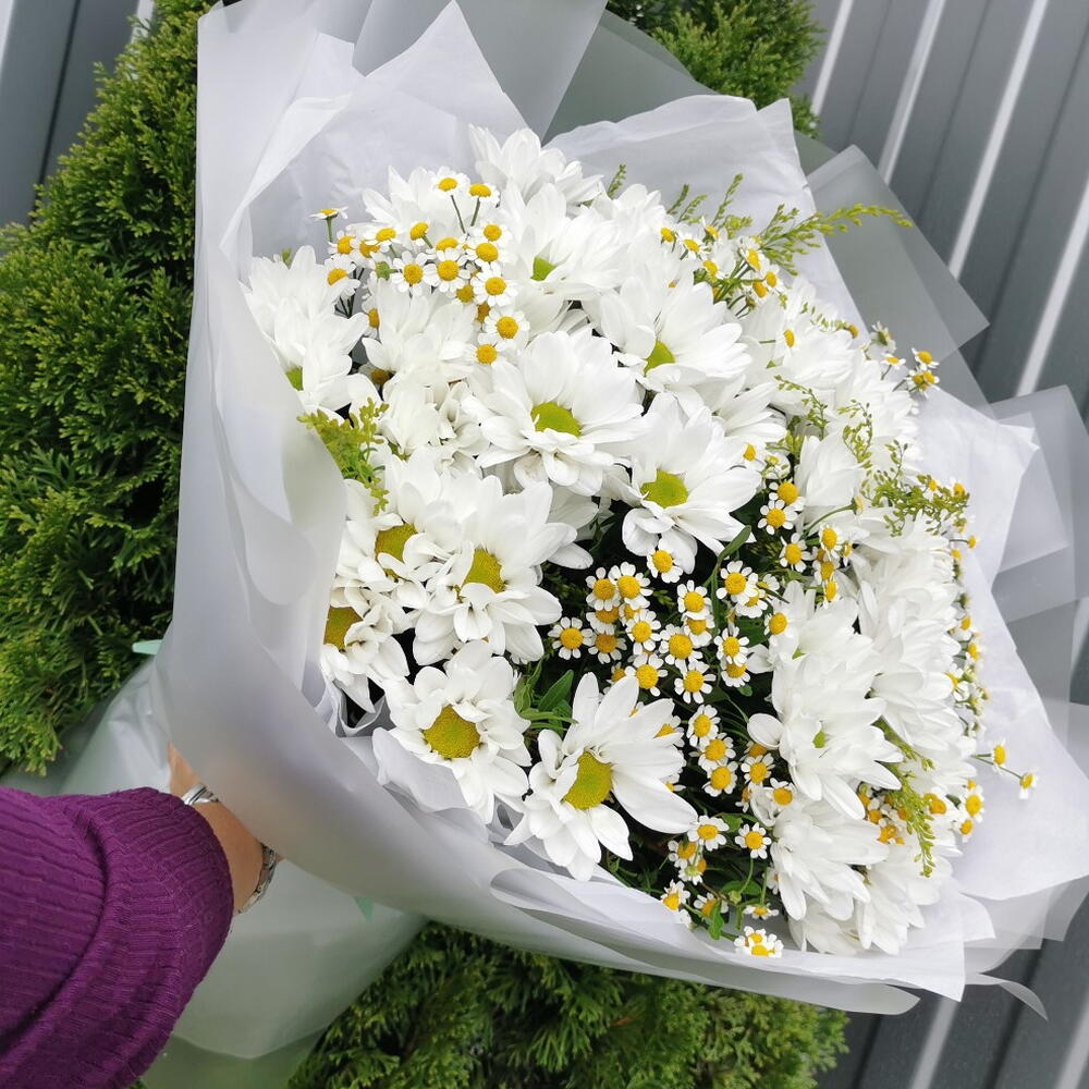 Хризантема, матрикария🌼