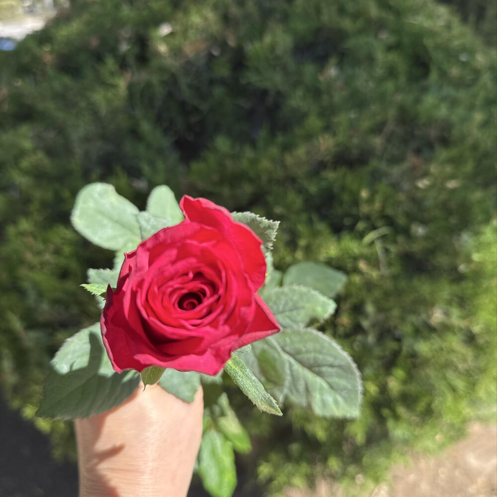 Роза малина