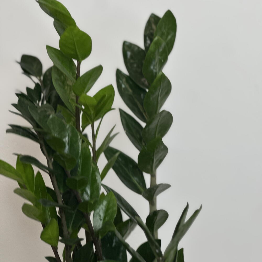 Замиакулькас XS