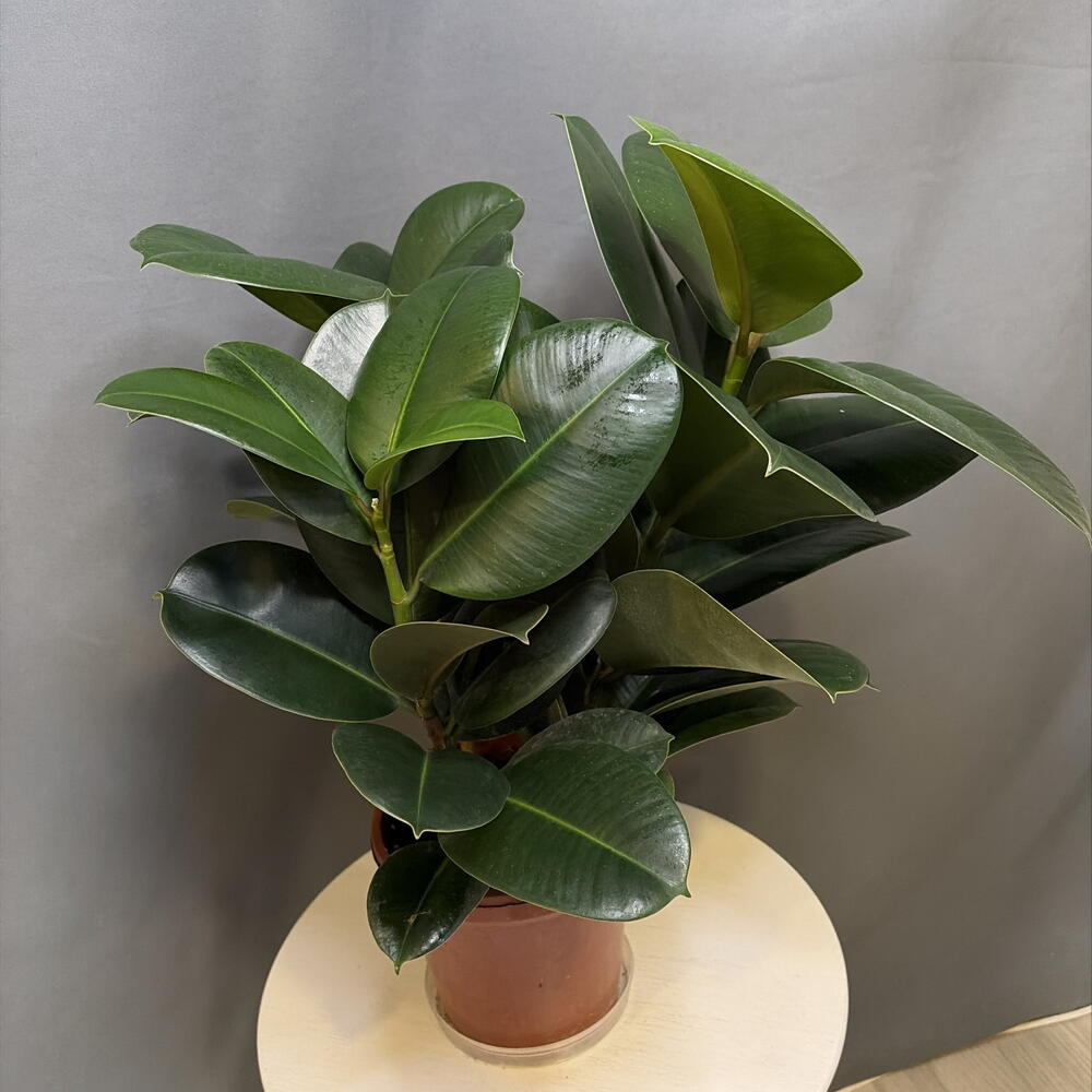 Фикус elastika Robusta
